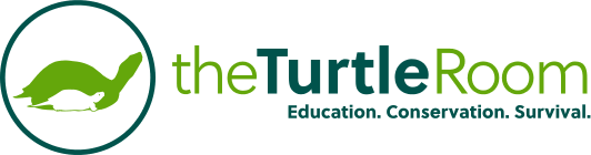 theTurtleRoom